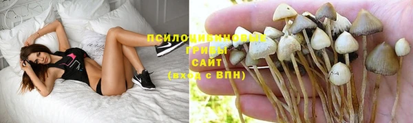 стаф Арсеньев